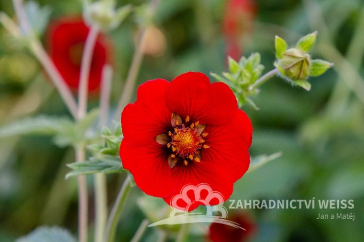MOCHNA ČERVENÁ - POTENTILLA ATROSANGUINE RED