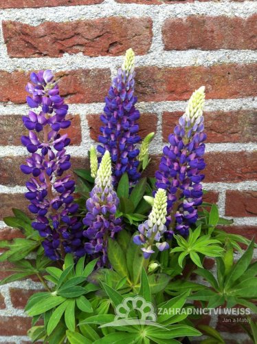 LUPINA - LUPINUS POLYPHYLLUS LEGENDARY BLUE SHADES