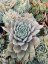 NETŘESK - SEMPERVIVUM HYBRIDUM AQUILA