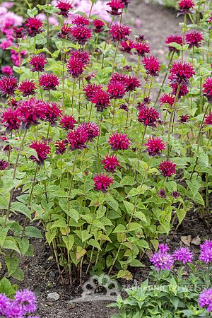 MONARDA "DIDYMA FIREBALL"