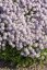 MATEŘÍDOUŠKA - THYMUS LONGICAULIS