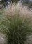 OZDOBNICE ČÍNSKÁ - MISCANTHUS SINENSIS "FERNER OSTEN"