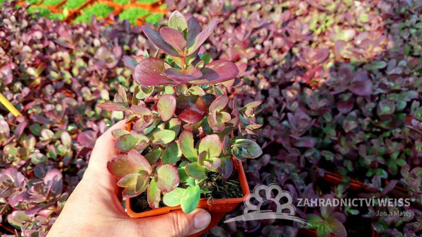 SEDUM SUNSPARKLER FIRECRACKER