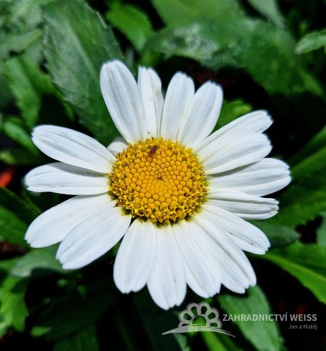 KOPRETINA LEUCANTHEMUM x SUPERBUM SNOW CAP