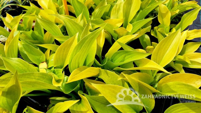 HOSTA HYBRID. STAINED GLASS