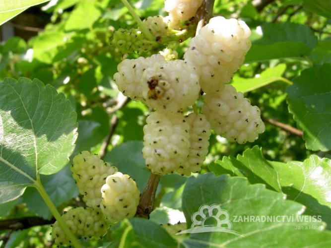 MORUŠE BÍLÁ  - MORUS ALBA