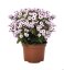 FLOX VZPŘÍMENÝ- PHLOX PANICULATA EARLY ® BLUSH POP