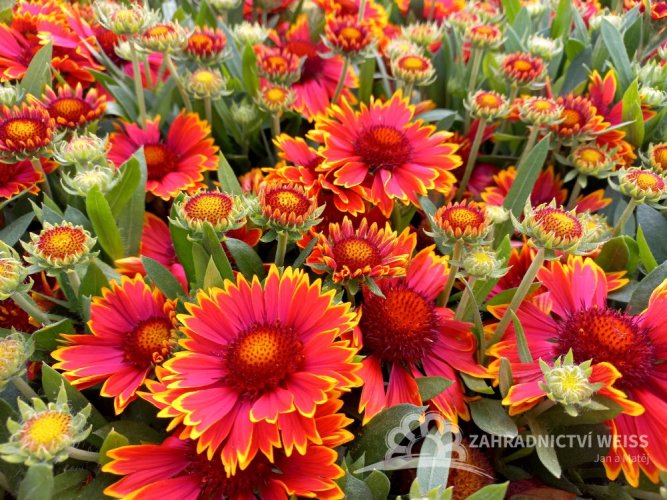 KOKARDA - GAILLARDIA SUNRITA RED YELLOW TIP