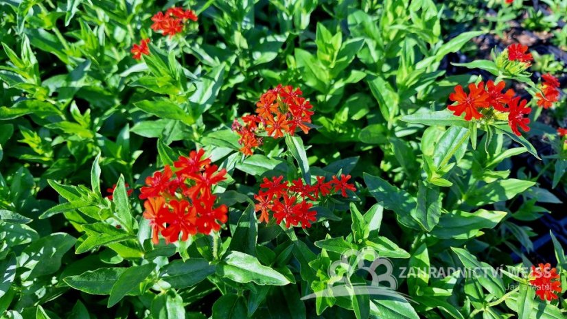 KOHOUTEK PLAMENY – LYCHNIS CHALCEDONICA SCARLET
