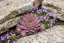 NETŘESK - SEMPERVIVUM CAPRICORN
