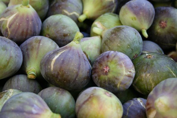 FÍKOVNÍK - FICUS CARICA FRANCUESCO