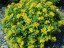 SEDUM FLORIFERUM
