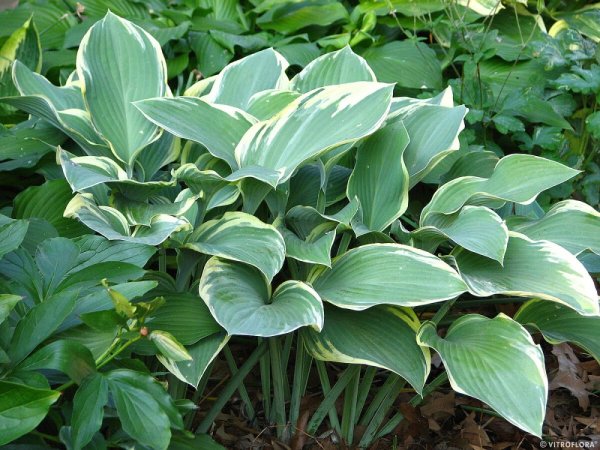 HOSTA REGAL SPLENDOR