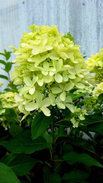 HORTENZIE LATNATÁ - HYDRANGEA PANICULATA SKYFALL