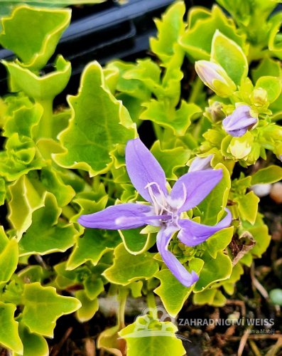 CAMPANULA GARGANICA DICKSON´S GOLD