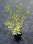 LIGUSTRUM OVALIFOLIUM - ARGENTEUM - ZELENO-BÍLÉ