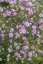 GYPSOPHILA RŮŽOVÁ - GYPSOPHILA PANICULATA PINK WEDDING
