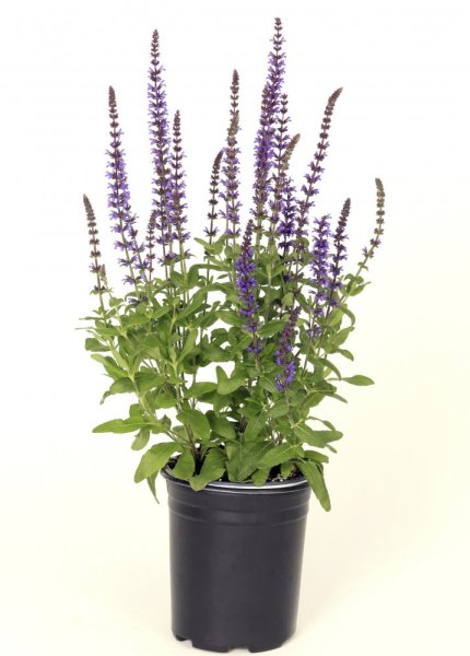 ŠALVĚJ NÁDHERNÁ - SALVIA SUPERBA 'MERLEAU BLUE COMPACT'