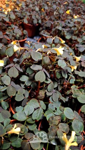 OXALIS ČERVENÝ - ŠŤAVEL ŽLUTOKVĚTÝ