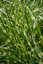MISCANTHUS SINENSIS - LITTLE ZEBRA