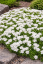 FLOX SKALKOVÝ - PHLOX SUBULATA FABULOUS WHITE