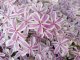 FLOX SKALKOVÝ - PHLOX SUBULATA "CANDY STRIPES"