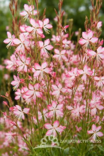 GAURA LIND. ROSY JANE