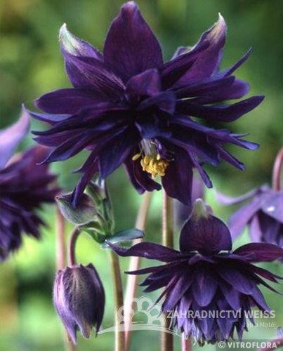 ORLÍČEK - AQUILEGIA VULGARIS BLACK BARLOW