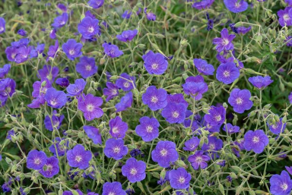 KAKOST - GERANIUM HYBRIDA ORION
