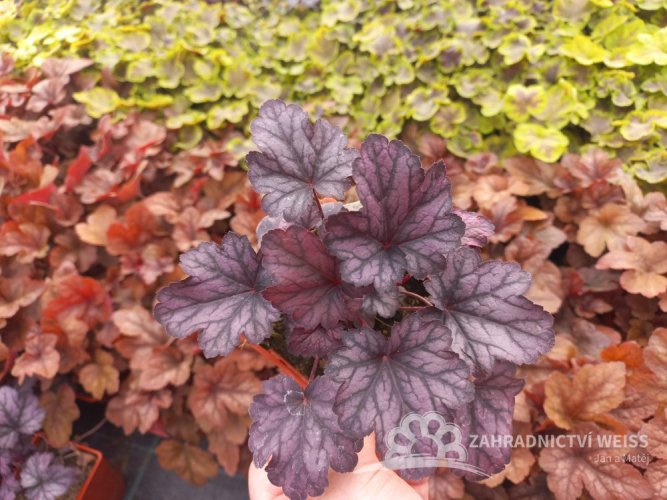 HEUCHERA x HYBRIDA SHANGHAI