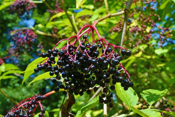 ČERNÝ BEZ - SAMBUCUS NIGRA