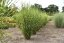 MISCANTHUS SINENSIS STRICTUS