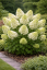 HORTENZIE LATNATÁ - HYDRANGEA PANICULATA SKYFALL