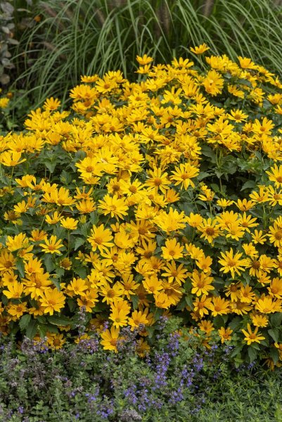 SLUNEČNICE- HELIOPSIS HELIANHOIDES ORIOLE SINGLE YELLOW