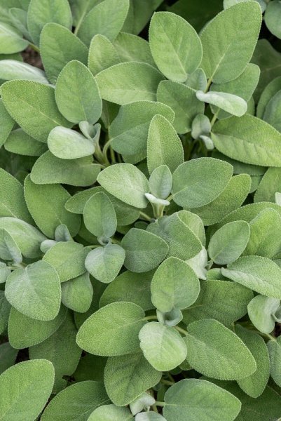 ŠALVĚJ LÉKAŘSKÁ - BABSKÉ UCHO - SALVIA OFFICINALIS BERGGARTEN