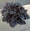 HEUCHERA TIMELESS NIGHT