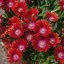 DELOSPERMA SUNDELLA RED
