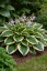 HOSTA HYBR. PATRIOT