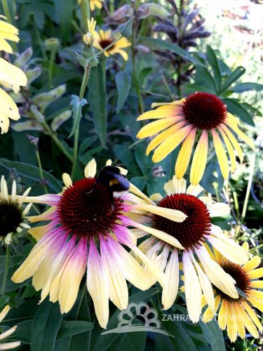 ECHINACEA PURPUREA – RAINBOW YELLOW
