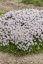 MATEŘÍDOUŠKA - THYMUS LONGICAULIS