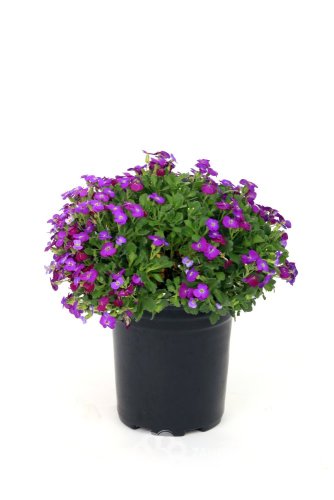 TAŘIČKA - AUBRIETA AXCENT DEEP PURPLE