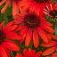 ECHINACEA RED PEARL