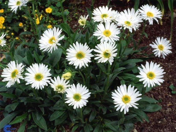 ASTRA - ASTER ALPINUS ALBUS