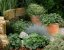 HEUCHERA CORAL FOREST