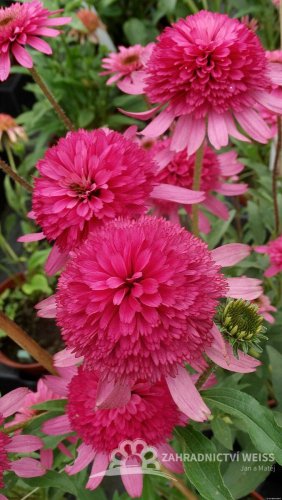 ECHINACEA HYBR. SOUTHERN BELLE