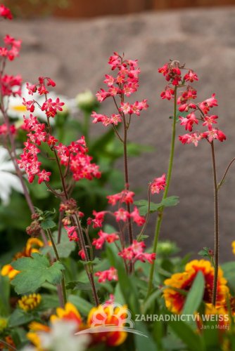 HEUCHERA CORAL FOREST