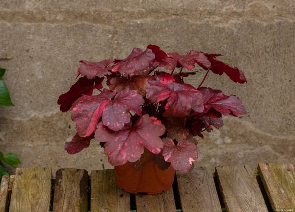 HEUCHERA GALAXY