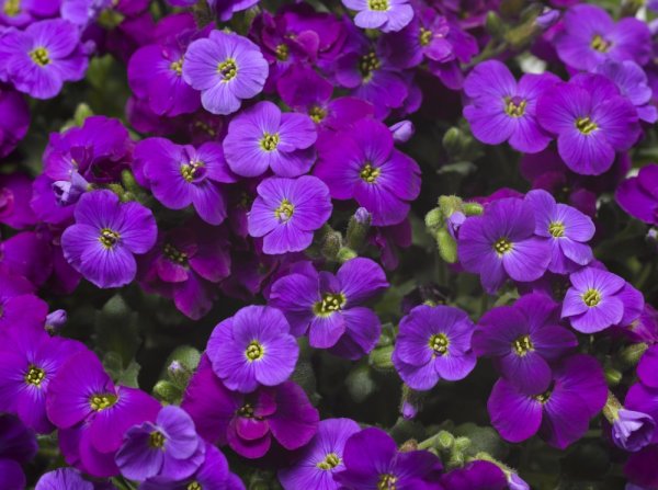 TAŘIČKA - AUBRIETA GRACILIS AUDREY DEEP BLUE F1