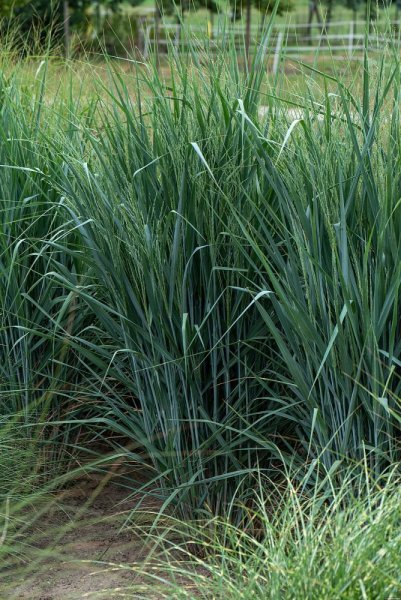 PROSO PRUTNATÉ –  PANICUM VIRGATUM BLUE FOUNTAIN