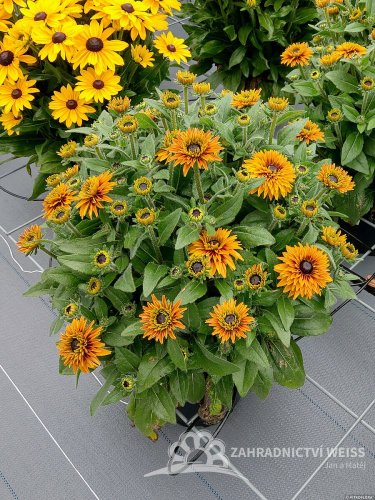 RUDBECKIA HYB. FLAMENCO  BRIGHT ORANGE®